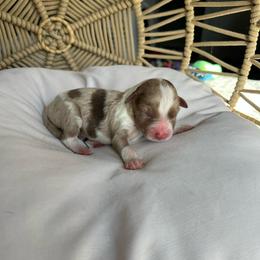 Kristoff - Red merle male Australian Shepherd puppy in Grants Pass, Oregon from Carmel Mountain Aussies