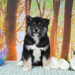 Boy 4 - male Shiba Inu puppy in Arcola, Illinois from Highline Puppies