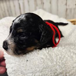 Delta - Tri-color female Bernedoodle puppy in Flat Rock, North Carolina from Sukisdoodles