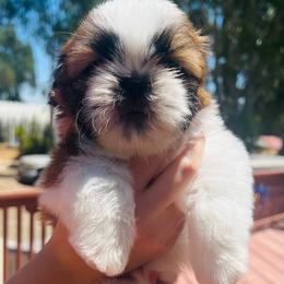 Male 1 - Red and white male Shih Tzu puppy in Paso Robles, California from Encanto Shih Tzus by Darlene Madrigal