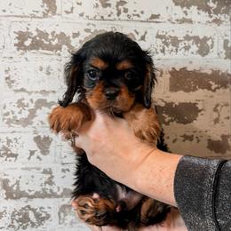 Chili - Black and tan male Cavalier King Charles Spaniel puppy in Mayo, Florida from Kingston’s Cavaliers