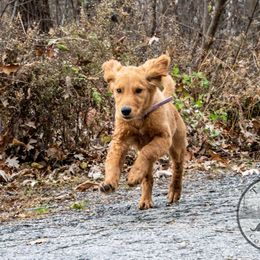 Border Collie, Golden Retriever, and Sporty Mix Puppies from Turbo Border Collies & Coltrievers