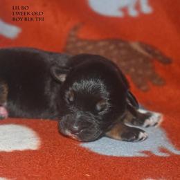 Lil Bo - Black tri male Miniature Australian Shepherd puppy in Patterson, North Carolina from DreamLine Aussies