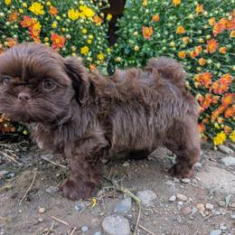 Trent - Chocolate male Shih Tzu puppy in West Pawlet, Vermont from Morgan's Shih Tzus