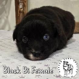 Willa - Black & white female Miniature Australian Shepherd puppy in Jaroso, Colorado from Heaven Sent Aussies