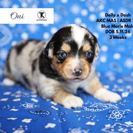 Oni - BMM1 - Blue merle male Toy Australian Shepherd puppy in Nacogdoches, Texas from TK Standard, Mini, & Toy Aussies