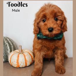 Toodles - Red  male Goldendoodle puppy in Hilton, New York from The House of Goldendoodle