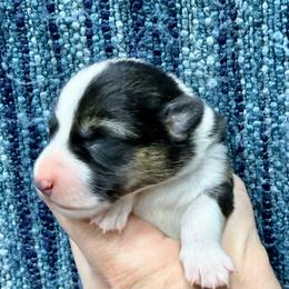 Caribou - Black and tan female Pembroke Welsh Corgi puppy in Ashland, Ohio from SS Australian Shepherds