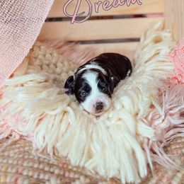 Dream - Black and chalk female Australian Labradoodle puppy in Decatur, Alabama from Southern Meadows Doodles