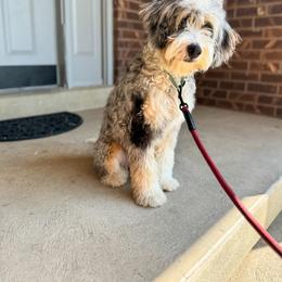 Bella - Bernedoodle