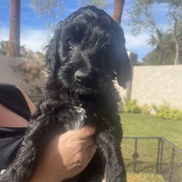 "Mack" - Black Labradoodle puppy in Las Vegas, Nevada from Patriot Labradoodles