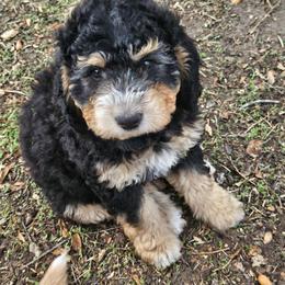 Lily - Tri-color female Bernedoodle puppy in Pismo Beach, California from Beach Bernedoodles