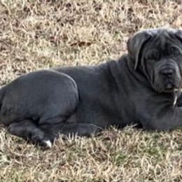 Cane Corso Puppies from Forza Cane Corso