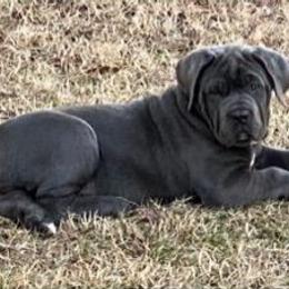 Cane Corso Puppies from Forza Cane Corso