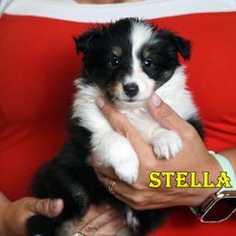 Stella - Girl - Black & tan female Toy Shetland Sheepdog puppy in Frazeysburg, Ohio from Mountain High Kennels