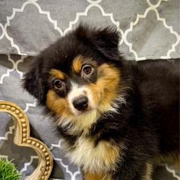 Max - Black tri male Miniature American Shepherd puppy in Clinton, Missouri from Mockingbirds American Minis