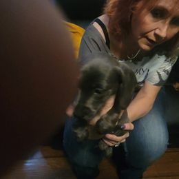 Dachshund Puppies from Dawny's doggies