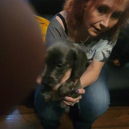 Dachshund Puppies from Dawny's doggies