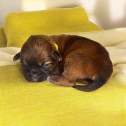 AKC-Teddy - Liver and white male Shih Tzu puppy in Mooresville, North Carolina from Juji Shih Tzu
