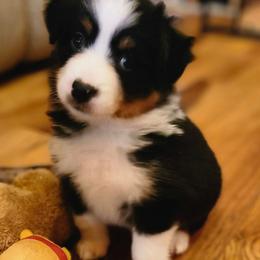Black tri girl 6 - Black tri female Toy Australian Shepherd puppy in Hampton, Tennessee from TC Farms Stock Dogs - Miniature Australian Shepherds