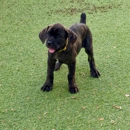 Yellow collar - Chestnut brindle female Cane Corso puppy in Homestead, Florida from Sabal Palm Cane Corso
