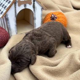 Maple- (second pick of brown females) - female Newfypoo puppy in Brandenburg, Kentucky from Bluegrass River Newfoundlands