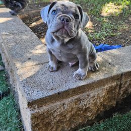 French Bulldog Puppies from ANE French Bulldogs