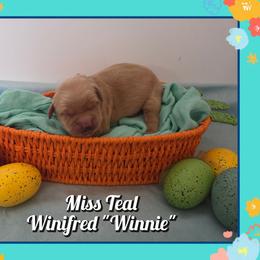 Winifred - Dark golden female Golden Retriever puppy in Driggs, Idaho from SK Golden Retrievers