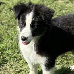 Star - Australian Shepherd puppy from Montanna Sage LLC