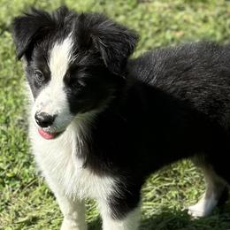 Star - Australian Shepherd puppy from Montanna Sage LLC