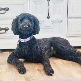 Samson - Goldendoodle