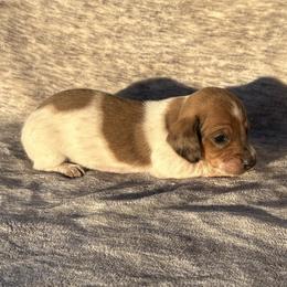 Pippy - Piebald female Dachshund puppy in Elfrida, Arizona from Brooke Brumley