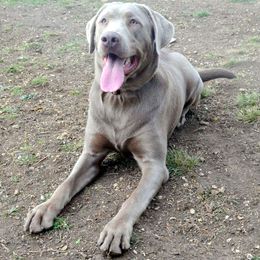 Dilute Retriever All Grown Up from DLime Ranch Silver Labs