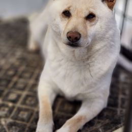 Butterscotch - Shiba Inu