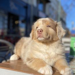 Australian Shepherds from Schoenen’s Shepherds