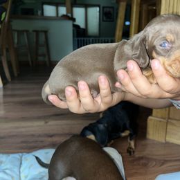Boy 1 - Chocolate and tan Dachshund puppy in New Jersey from Bergamo’s  Dachshunds