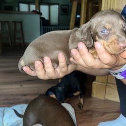 Boy 1 - Chocolate and tan Dachshund puppy in New Jersey from Bergamo’s  Dachshunds