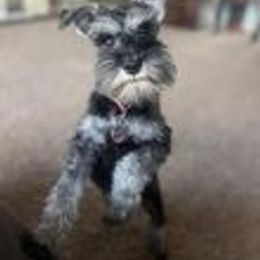 Miniature Schnauzer Puppies from Pups With Potential