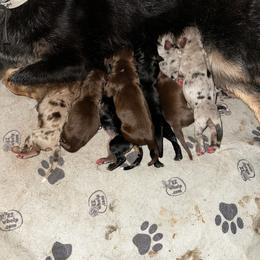 Kiara - Blue merle female Miniature Australian Shepherd puppy in Asheboro, North Carolina from Stellar Aussies