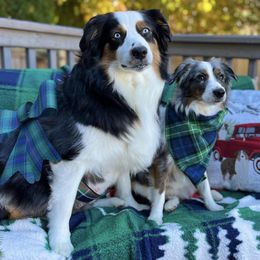 Australian Shepherds from Twilight Aussies