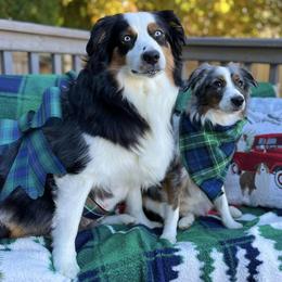 Australian Shepherds from Twilight Aussies