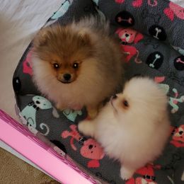 Pomeranian Puppies from Kayra Pomeranians