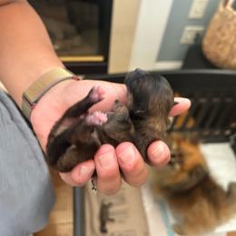 Boy 2 (darker brown) - Tri-colored male Pomeranian puppy in Randleman, North Carolina from Luxurious Poms
