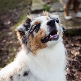 Australian Shepherd Puppies from Haint Blue Aussies