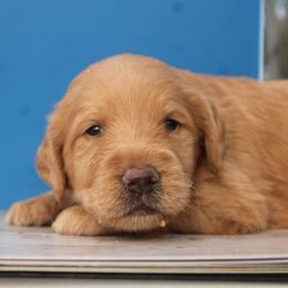 Duke - Cream male Labradoodle puppy in Apache Junction, Arizona from Loving Doodle
