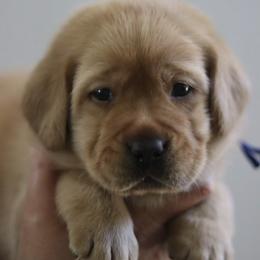 Pick 3 - Yellow male Labrador Retriever puppy in Williston, Florida from Royal K Labradors