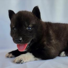 Hades - Agouti and white male Siberian Husky puppy in Los Angeles, California from Limitless Huskies