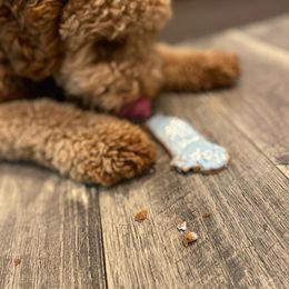 Goldendoodle and Poodle All Grown Up from East Valley Pups