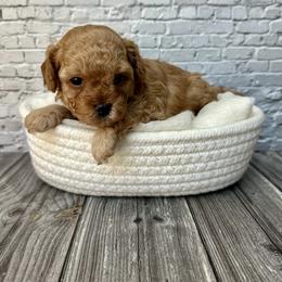 Ivy - Red  female Poodle puppy in Riverside, California from Red Toy Poodle World