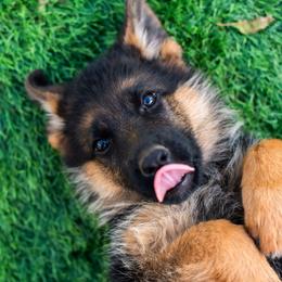 Brown Female - Black and red female German Shepherd puppy in Kamas, Utah from Uinta Mountain Shepherds